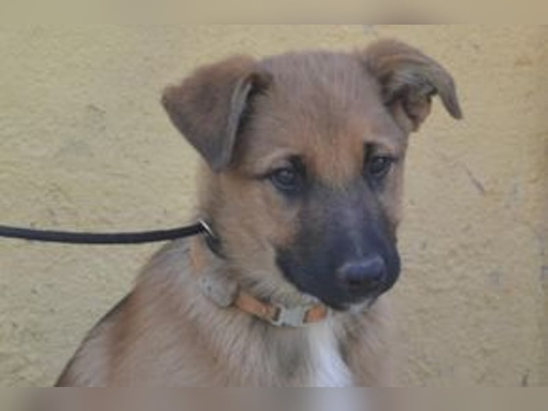 Sammy, ein verspieltes Hundekind auf der Suche nach einem Zuhause fürs Leben