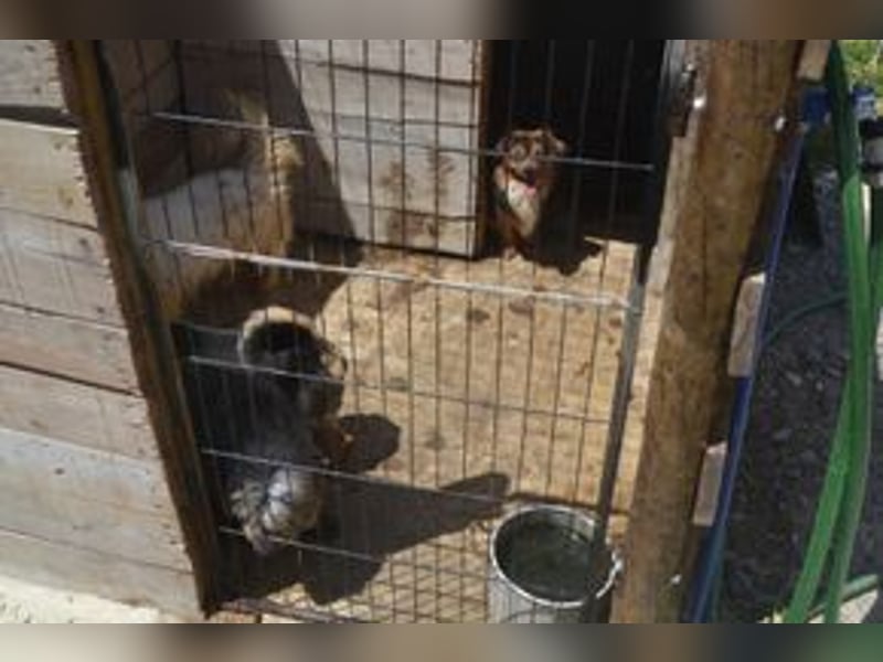Mike, einer von zwölf zurückgelassenen Hunden sucht ein neues Zuhause
