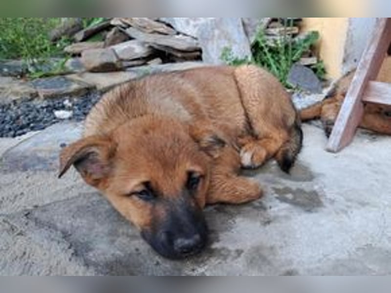 Brauni, ein verspieltes Hundekind auf der Suche nach einem Zuhause fürs Leben