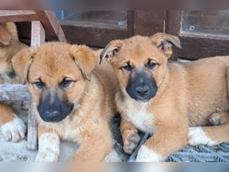 Balu, ein verspieltes Hundekind auf der Suche nach einem Zuhause fürs Leben