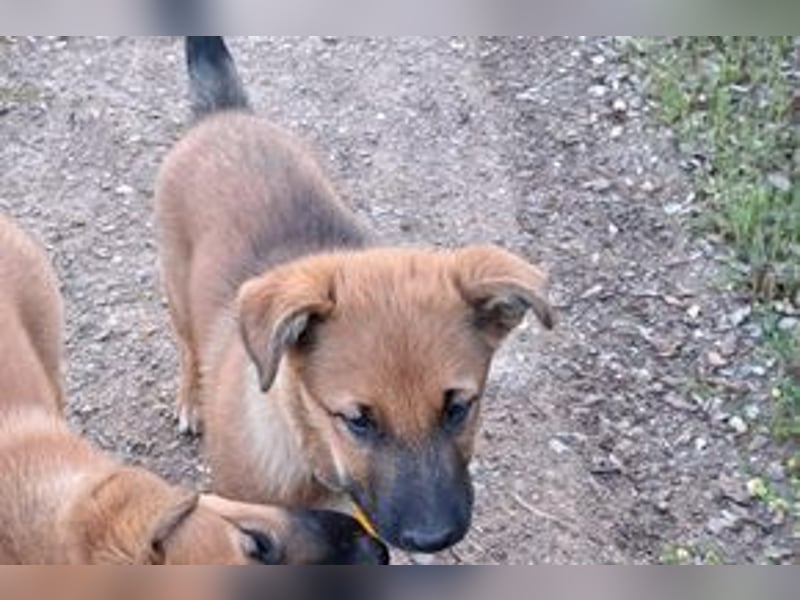 Brauni, ein verspieltes Hundekind auf der Suche nach einem Zuhause fürs Leben