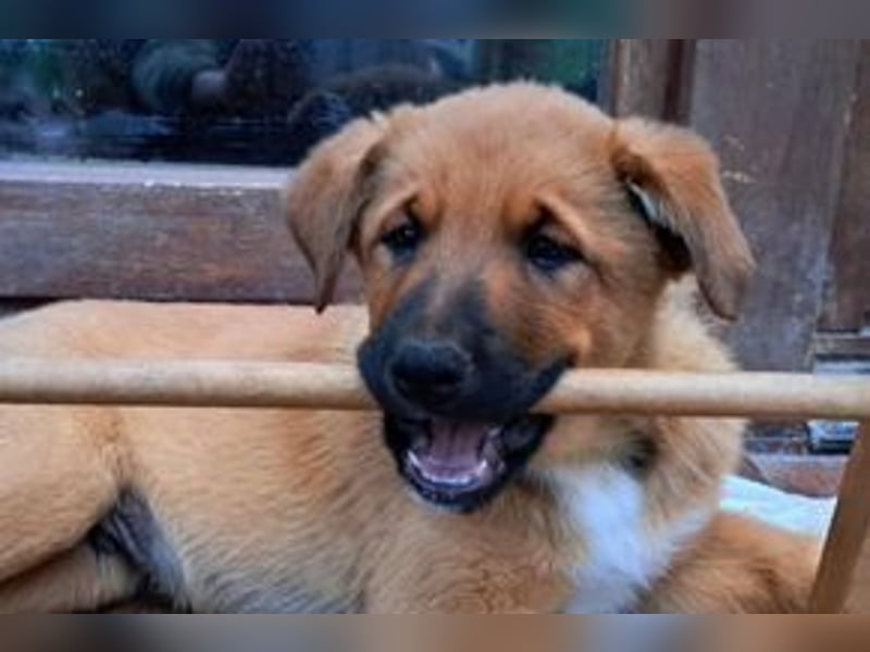 Brauni, ein verspieltes Hundekind auf der Suche nach einem Zuhause fürs Leben