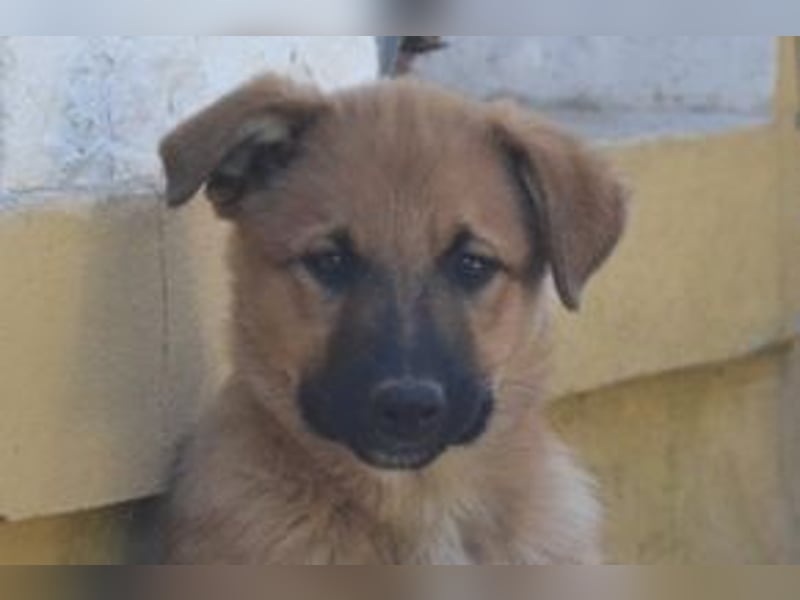 Balu, ein verspieltes Hundekind auf der Suche nach einem Zuhause fürs Leben