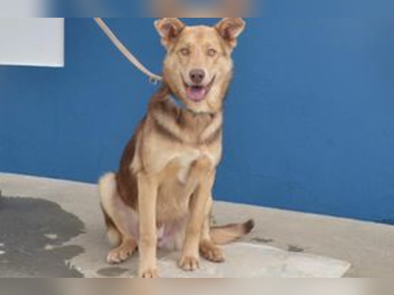 Twix, ein fröhlicher und aktiver Junghund voller Entdeckerfreude