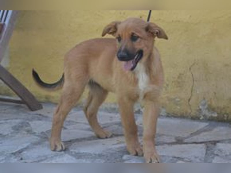 Brauni, ein verspieltes Hundekind auf der Suche nach einem Zuhause fürs Leben