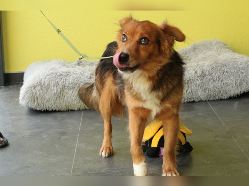  Sam – Ein bildschöner Hundebub sucht sein Für-immer-Zuhause! 