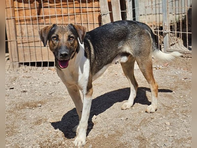 ROBI❤️zauberhafter, lieber Hundejunge, zurückhaltend und sozial
