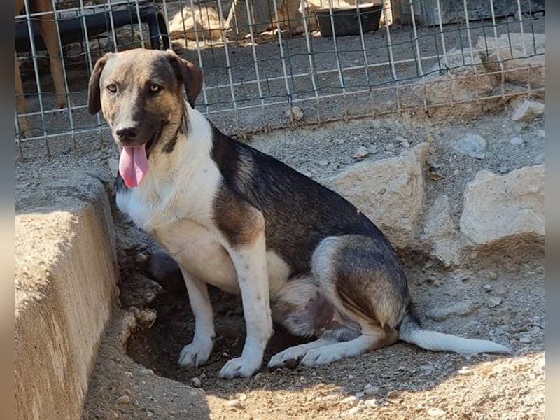 ROBI❤️zauberhafter, lieber Hundejunge, zurückhaltend und sozial