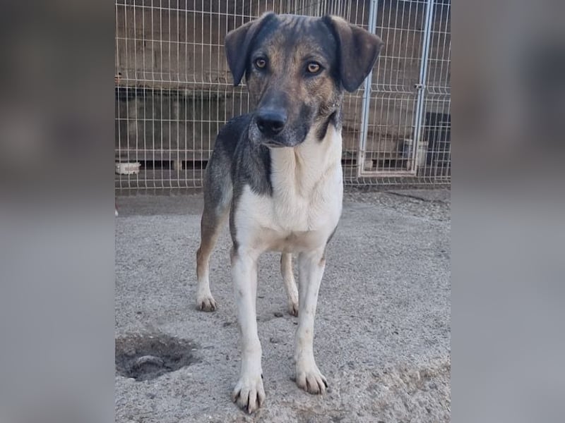 ROBI❤️zauberhafter, lieber Hundejunge, zurückhaltend und sozial