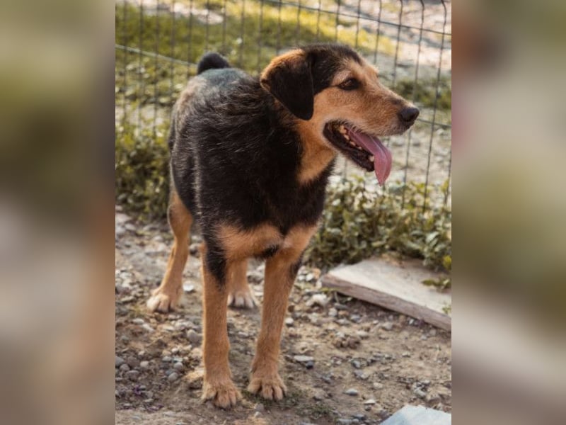 Good-older-Boy Babaluji ❤️ treuer und ehrlichster Fellfreund auf Lebenszeit