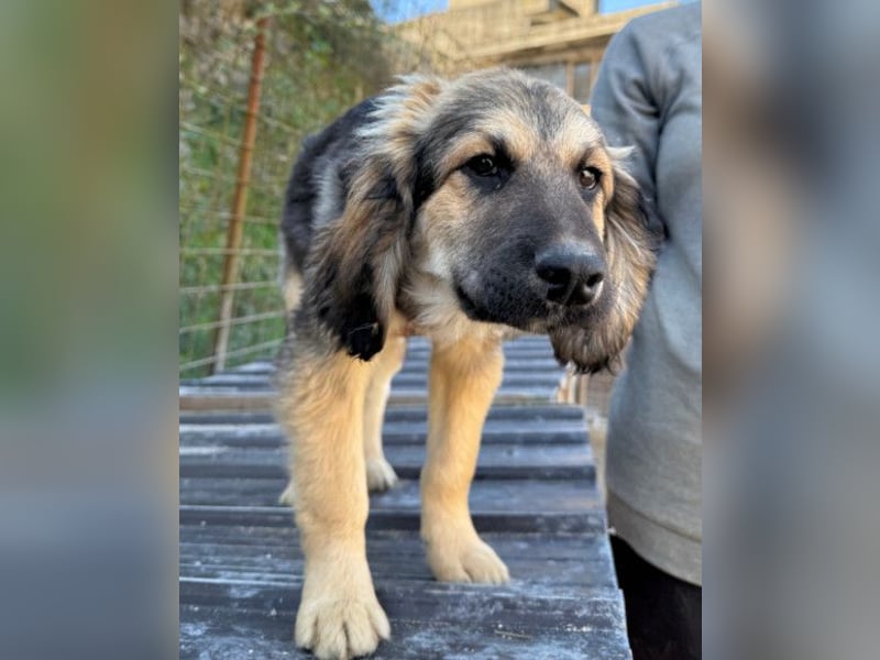 Julio ❤️ sozialer Jungrüde sucht dich!