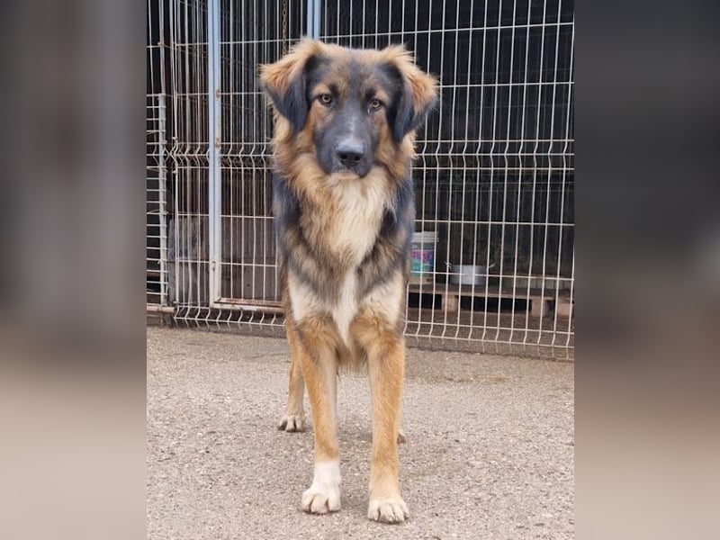 Notfell ♥ Bogo ♥ ungeschliffener Schatz auf 4 Pfoten
