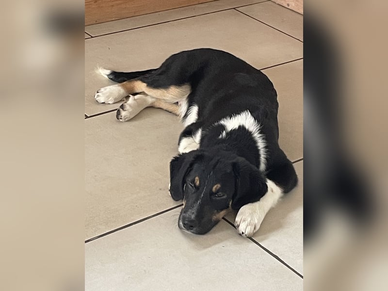 Neues Zuhause gesucht