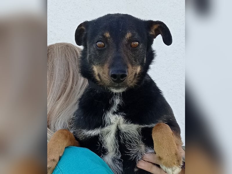 Rio ❤️ Herzenshund sucht Familie!