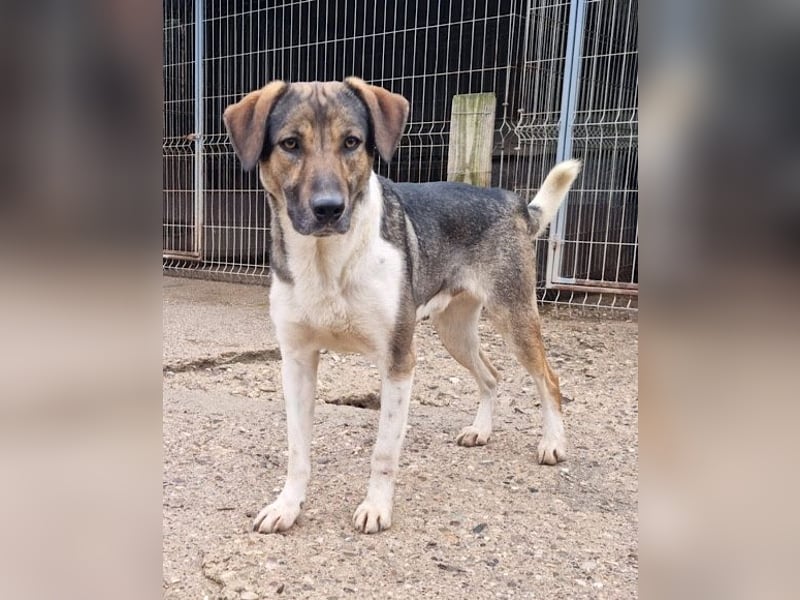 ROBI❤️zauberhafter, lieber Hundejunge, zurückhaltend und sozial