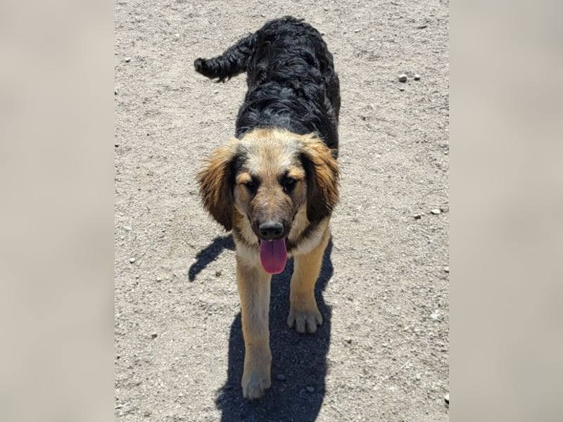 Julio ❤️ sozialer Jungrüde sucht dich!