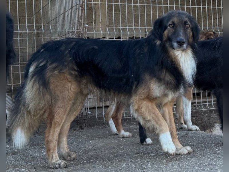 Notfell ♥ Bogo ♥ ungeschliffener Schatz auf 4 Pfoten