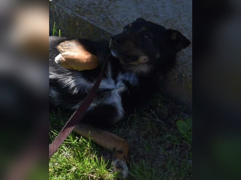Rio ❤️ Herzenshund sucht Familie!