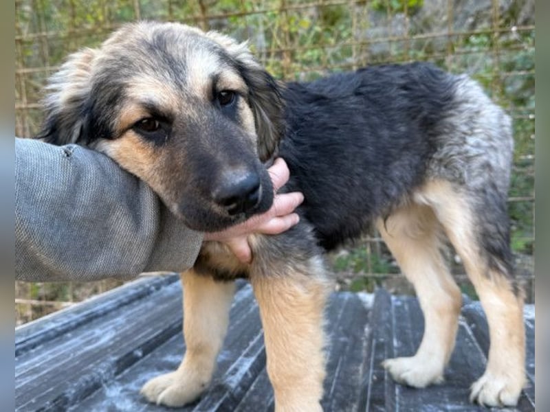 Julio ❤️ sozialer Jungrüde sucht dich!