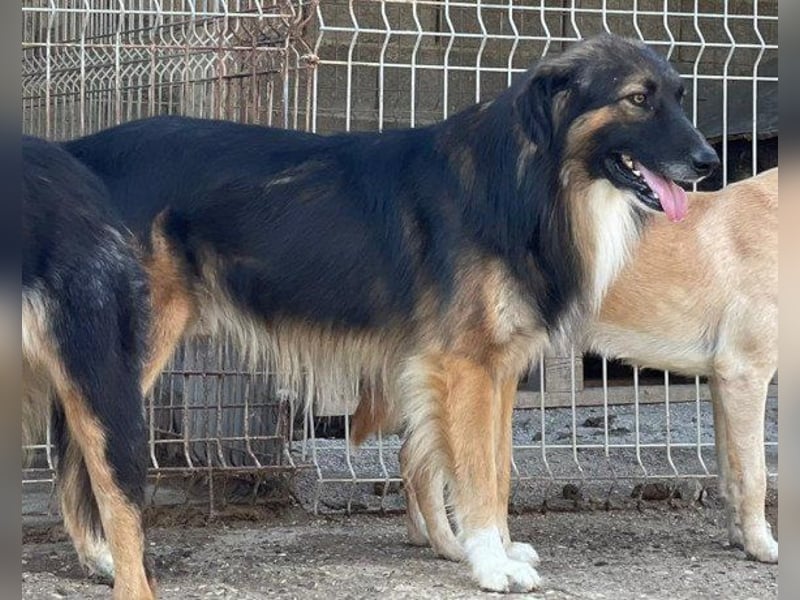 Notfell ♥ Bogo ♥ ungeschliffener Schatz auf 4 Pfoten
