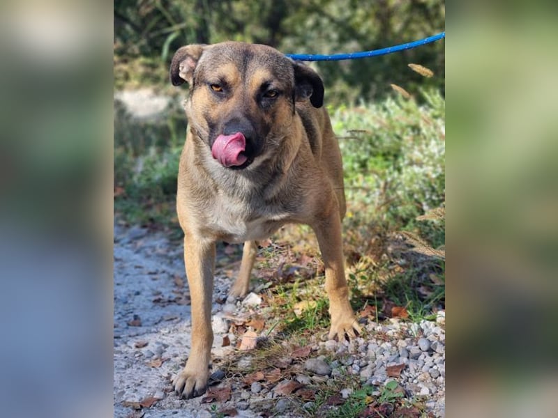 Good-Boy LINO❤️zutraulich, sozial & aufgeschlossen