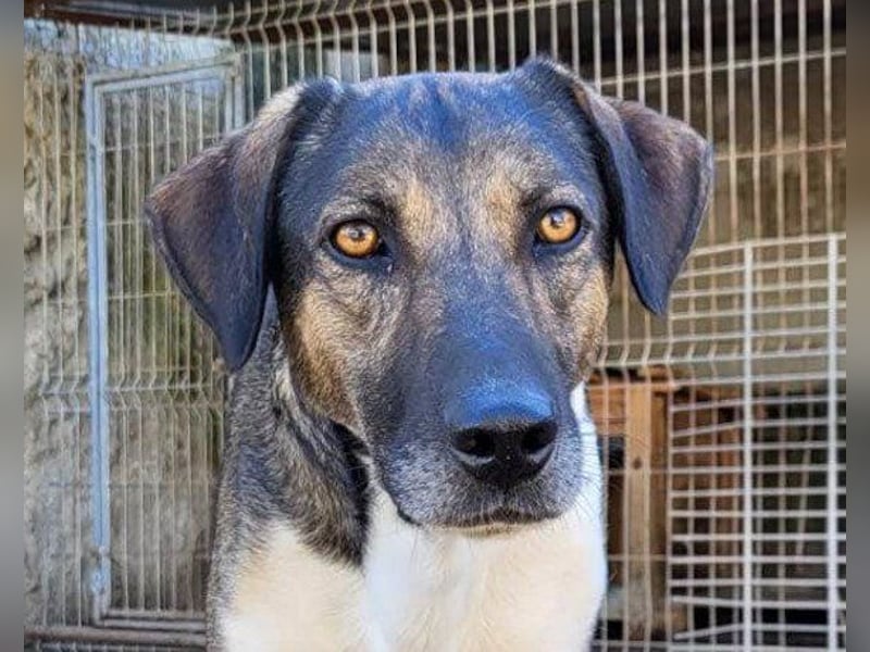 ROBI❤️zauberhafter, lieber Hundejunge, zurückhaltend und sozial