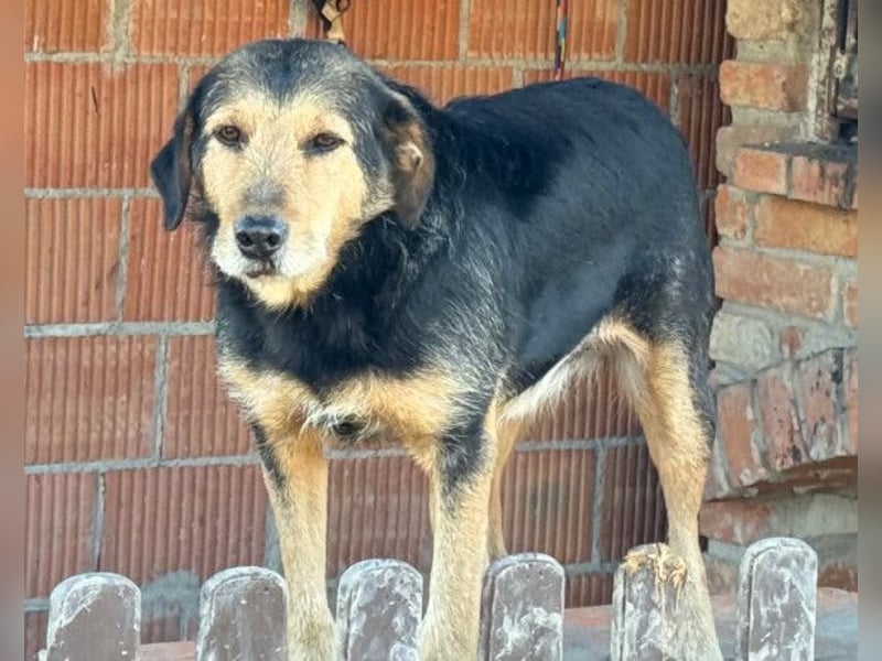 Good-older-Boy Babaluji ❤️ treuer und ehrlichster Fellfreund auf Lebenszeit