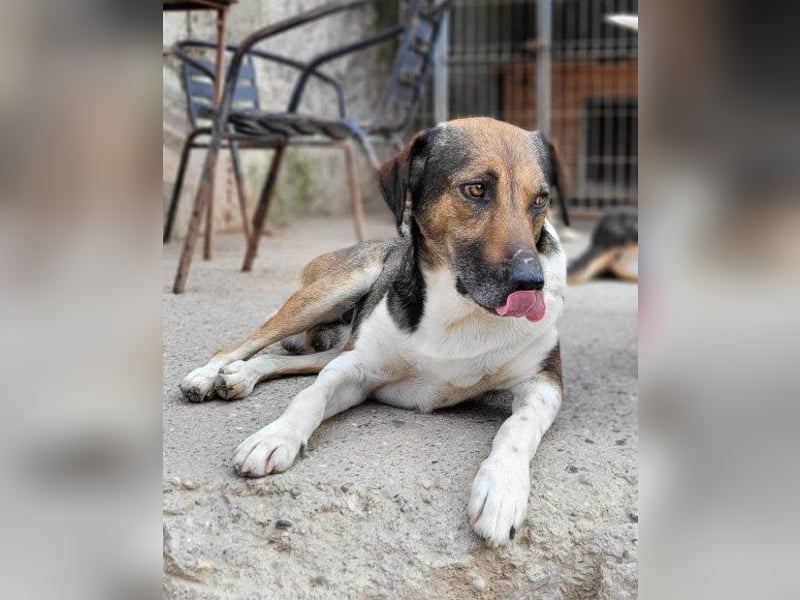 ROBI❤️zauberhafter, lieber Hundejunge, zurückhaltend und sozial