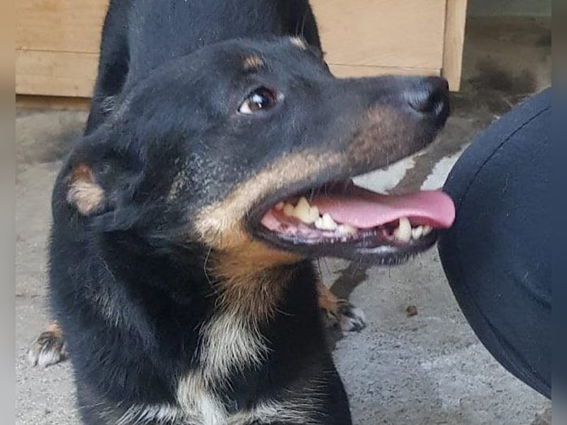 Rio ❤️ Herzenshund sucht Familie!