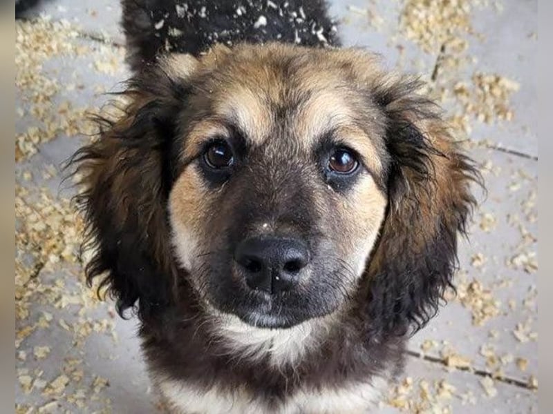 Julio ❤️ sozialer Jungrüde sucht dich!