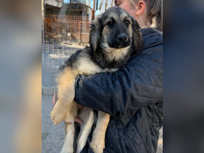 Julio ❤️ sozialer Jungrüde sucht dich!