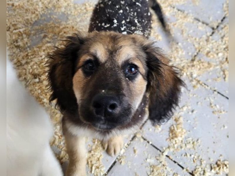 Julio ❤️ sozialer Jungrüde sucht dich!