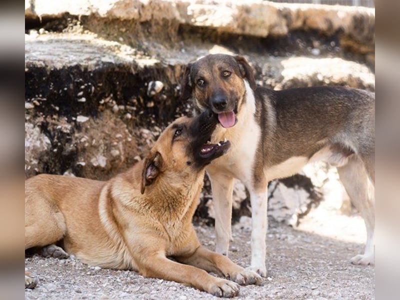 ROBI❤️zauberhafter, lieber Hundejunge, zurückhaltend und sozial