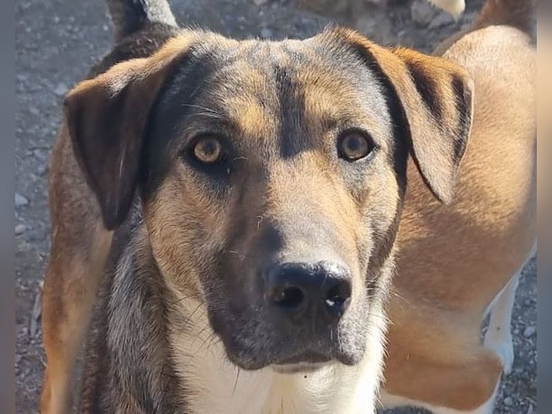 ROBI❤️zauberhafter, lieber Hundejunge, zurückhaltend und sozial