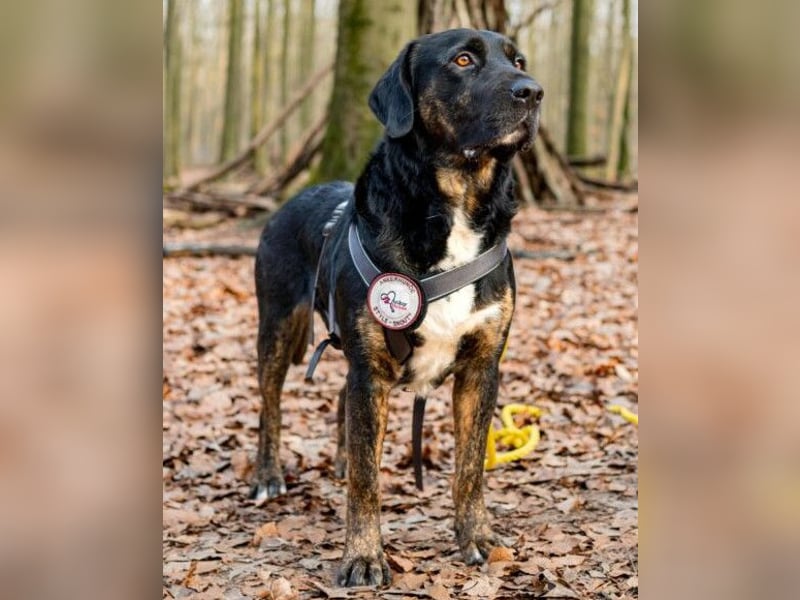 Leo ❤️ wartet in 84524 Neuötting