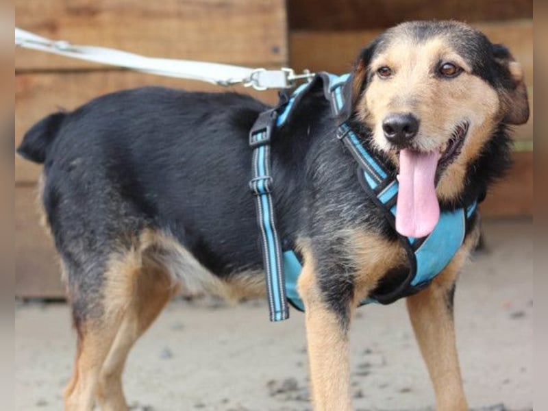 Good-older-Boy Babaluji ❤️ treuer und ehrlichster Fellfreund auf Lebenszeit