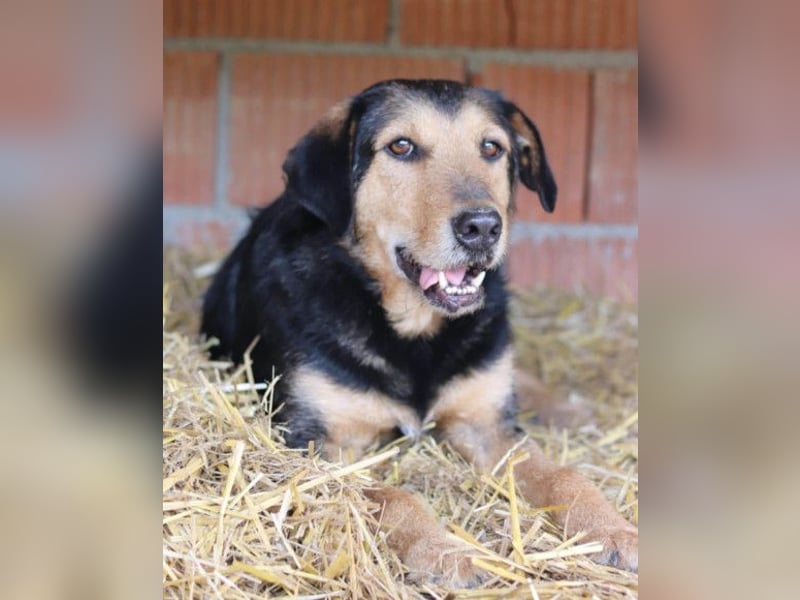 Good-older-Boy Babaluji ❤️ treuer und ehrlichster Fellfreund auf Lebenszeit