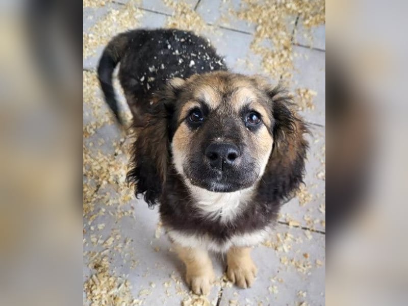 Julio ❤️ sozialer Jungrüde sucht dich!