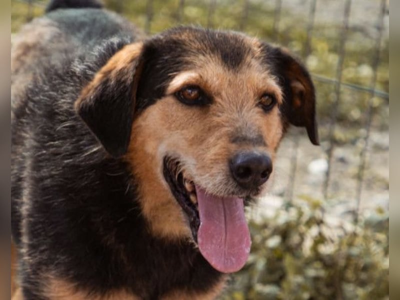 Good-older-Boy Babaluji ❤️ treuer und ehrlichster Fellfreund auf Lebenszeit