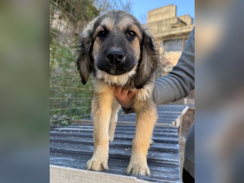 Julio ❤️ sozialer Jungrüde sucht dich!