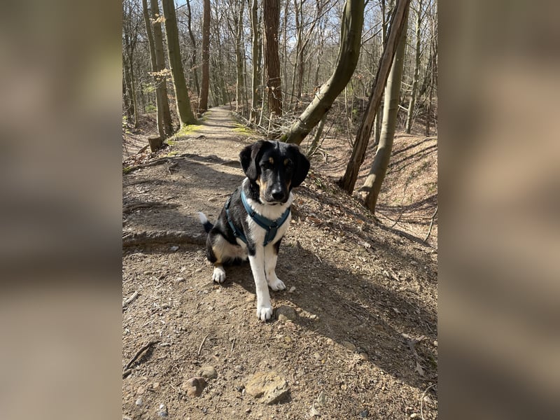 Neues Zuhause gesucht