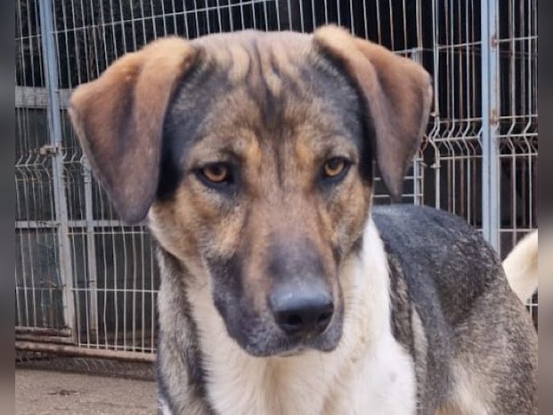 ROBI❤️zauberhafter, lieber Hundejunge, zurückhaltend und sozial