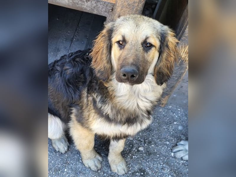 Julio ❤️ sozialer Jungrüde sucht dich!