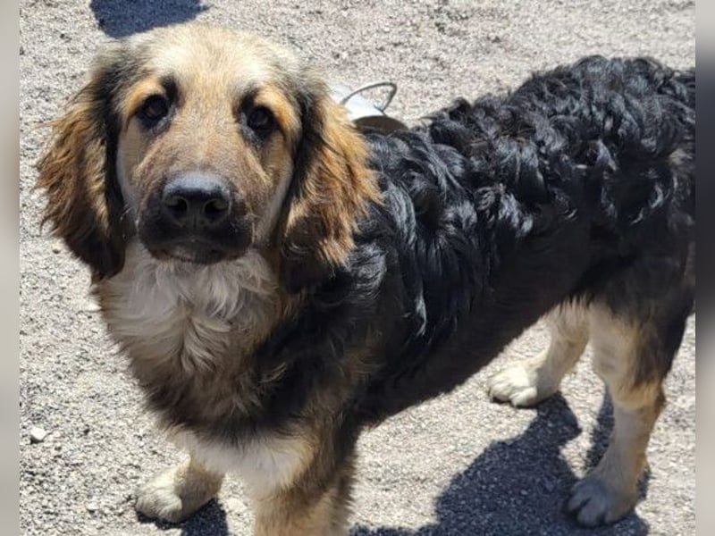 Julio ❤️ sozialer Jungrüde sucht dich!