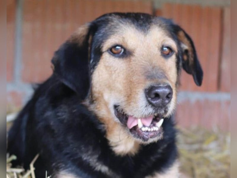 Good-older-Boy Babaluji ❤️ treuer und ehrlichster Fellfreund auf Lebenszeit