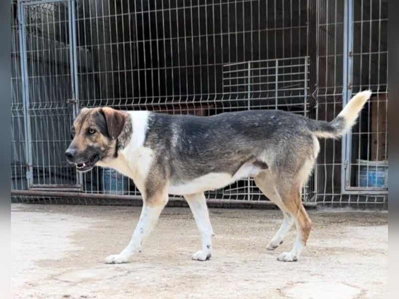 ROBI❤️zauberhafter, lieber Hundejunge, zurückhaltend und sozial