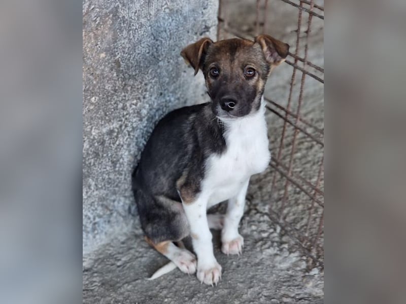 ROBI❤️zauberhafter, lieber Hundejunge, zurückhaltend und sozial