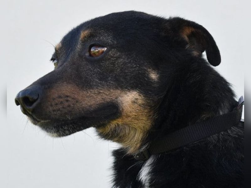 Rio ❤️ Herzenshund sucht Familie!