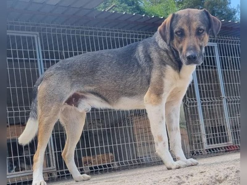 ROBI❤️zauberhafter, lieber Hundejunge, zurückhaltend und sozial