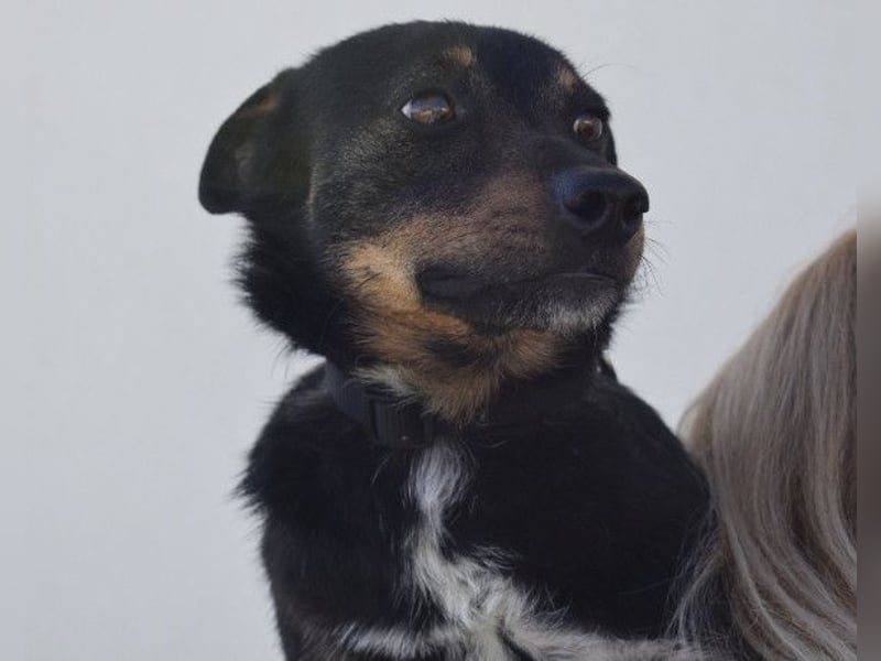 Rio ❤️ Herzenshund sucht Familie!